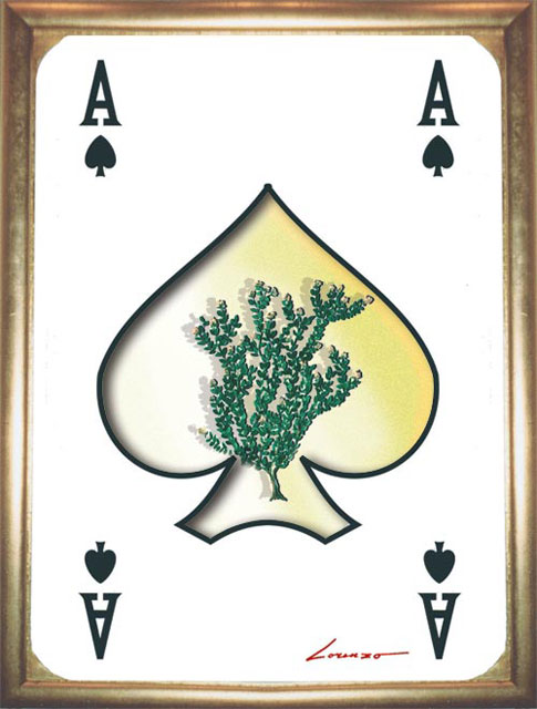 SpAceThyme